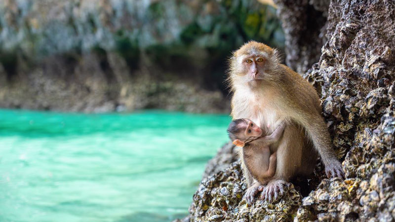 Ao Thalin och Pakbia Group Islands