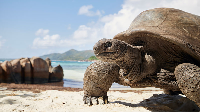 Curieuse - Saint Pierre - Anse Volbert eller Anse Lazio